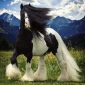 Gypsy Horse