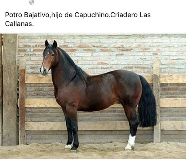 Purebred Chilean Horse