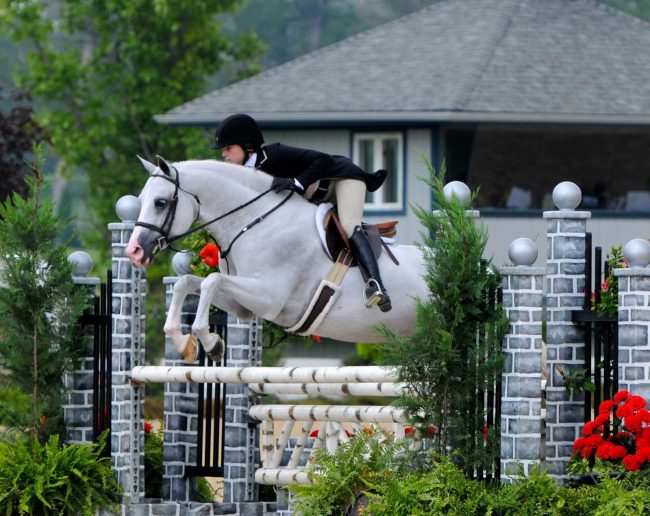 Welsh Pony 2021-01-28 at 2.02.01 PM Welsh Pony